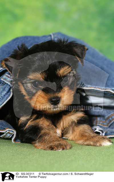 Yorkshire Terrier Welpe / Yorkshire Terrier Puppy / SS-30311