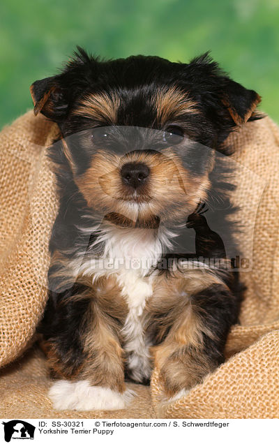 Yorkshire Terrier Welpe / Yorkshire Terrier Puppy / SS-30321
