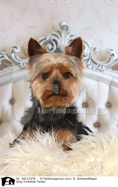 liegender Yorkshire Terrier / lying Yorkshire Terrier / SS-31276