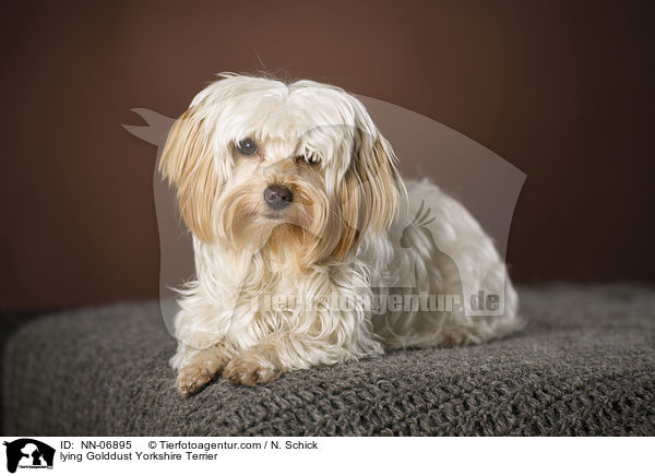 liegender Golddust Yorkshire Terrier / lying Golddust Yorkshire Terrier / NN-06895