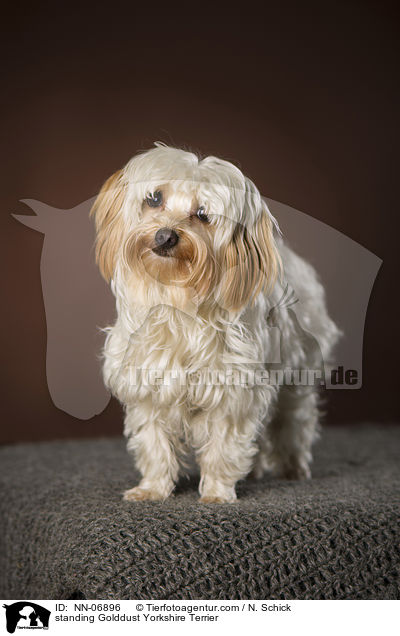 stehender Golddust Yorkshire Terrier / standing Golddust Yorkshire Terrier / NN-06896