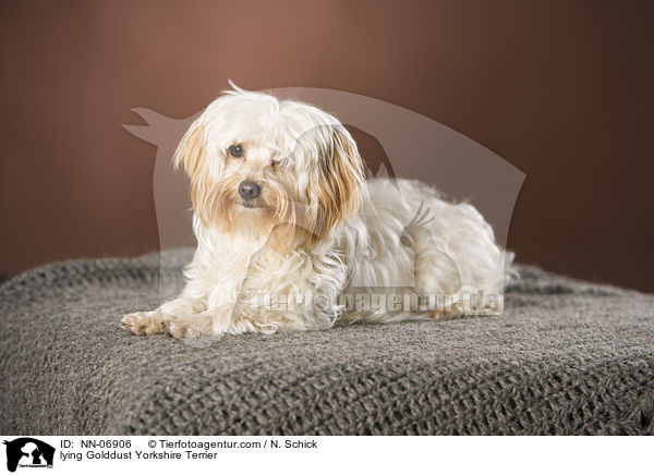 liegender Golddust Yorkshire Terrier / lying Golddust Yorkshire Terrier / NN-06906