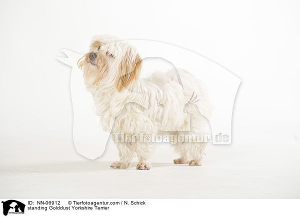 stehender Golddust Yorkshire Terrier / standing Golddust Yorkshire Terrier / NN-06912