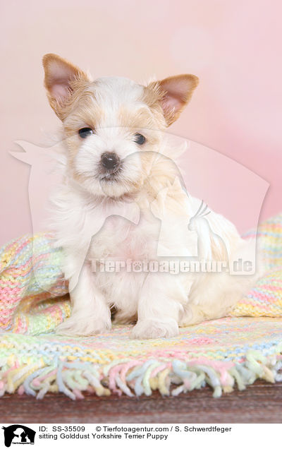 sitzender Golddust Yorkshire Terrier Welpe / sitting Golddust Yorkshire Terrier Puppy / SS-35509