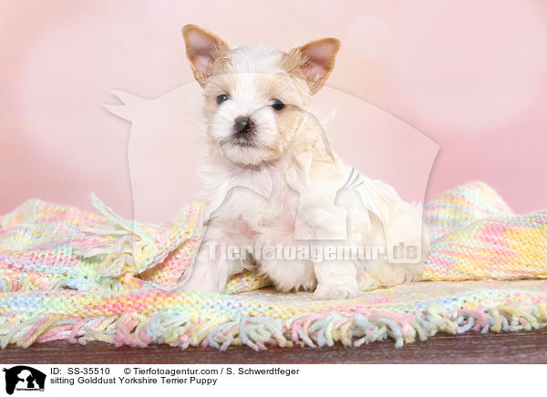 sitzender Golddust Yorkshire Terrier Welpe / sitting Golddust Yorkshire Terrier Puppy / SS-35510