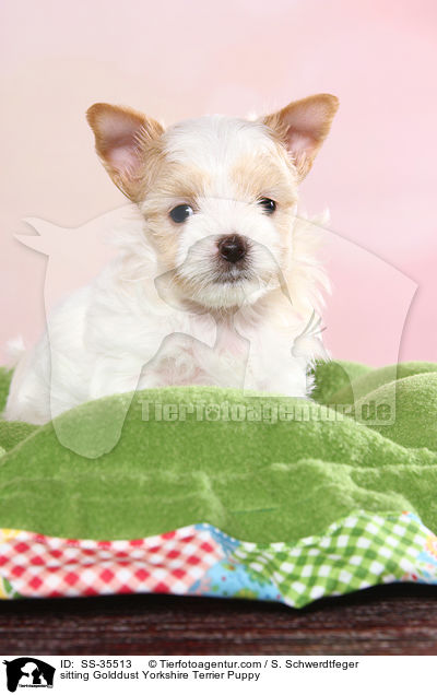 sitzender Golddust Yorkshire Terrier Welpe / sitting Golddust Yorkshire Terrier Puppy / SS-35513