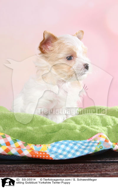 sitzender Golddust Yorkshire Terrier Welpe / sitting Golddust Yorkshire Terrier Puppy / SS-35514