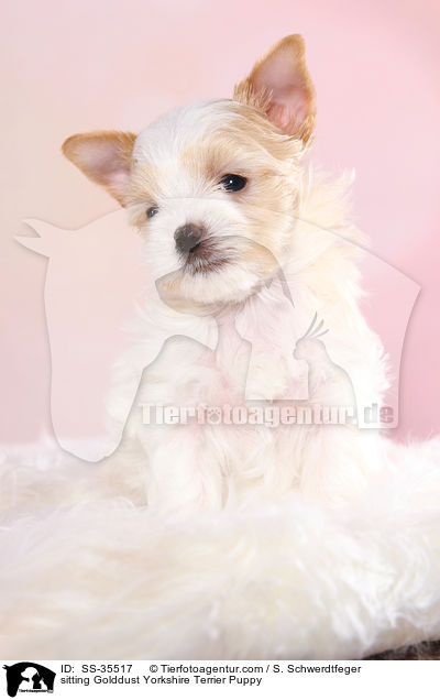 sitzender Golddust Yorkshire Terrier Welpe / sitting Golddust Yorkshire Terrier Puppy / SS-35517