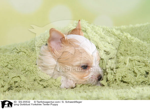 liegender Golddust Yorkshire Terrier Welpe / lying Golddust Yorkshire Terrier Puppy / SS-35532