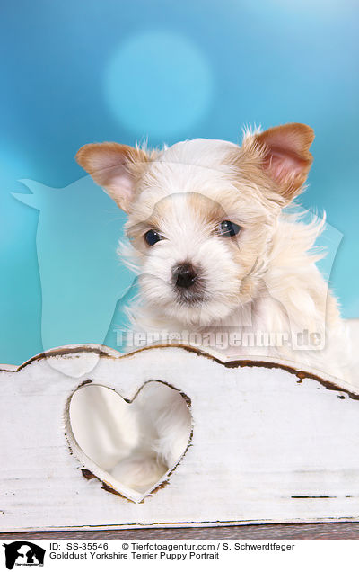 Golddust Yorkshire Terrier Welpe Portrait / Golddust Yorkshire Terrier Puppy Portrait / SS-35546