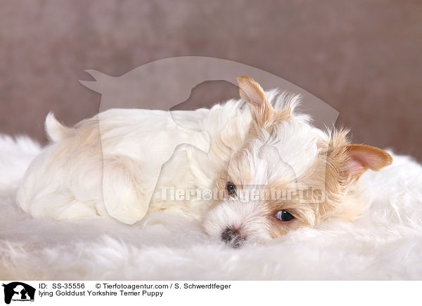 liegender Golddust Yorkshire Terrier Welpe / lying Golddust Yorkshire Terrier Puppy / SS-35556