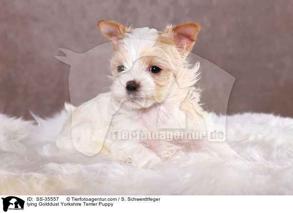 liegender Golddust Yorkshire Terrier Welpe / lying Golddust Yorkshire Terrier Puppy / SS-35557