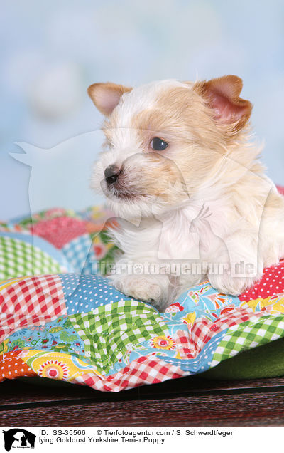 liegender Golddust Yorkshire Terrier Welpe / lying Golddust Yorkshire Terrier Puppy / SS-35566