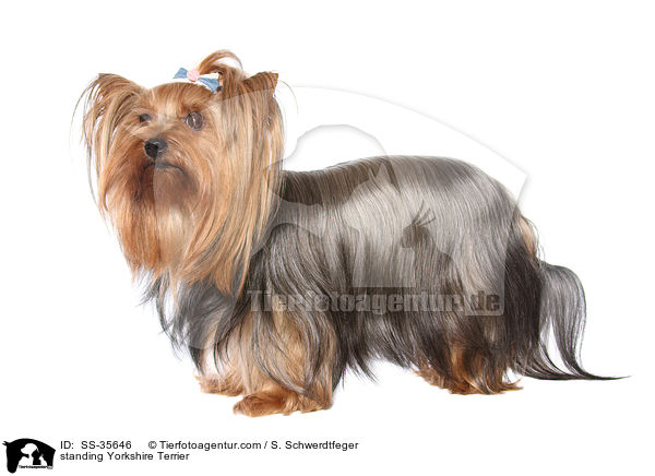 stehender Yorkshire Terrier / standing Yorkshire Terrier / SS-35646