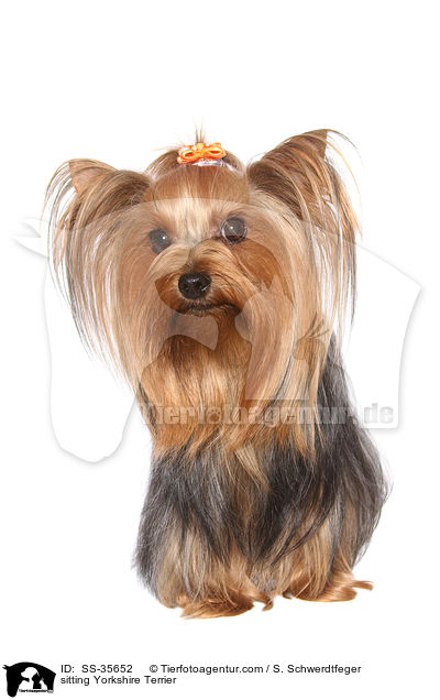 sitzender Yorkshire Terrier / sitting Yorkshire Terrier / SS-35652