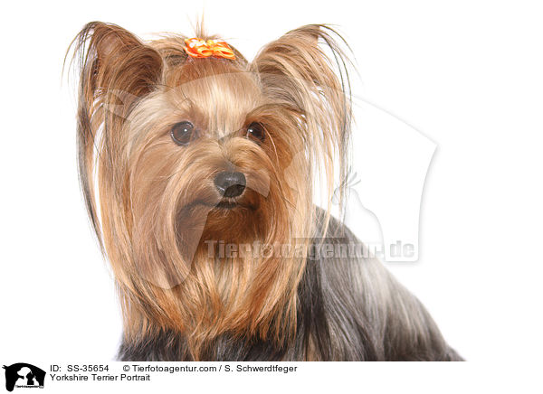 Yorkshire Terrier Kopf / Yorkshire Terrier Portrait / SS-35654