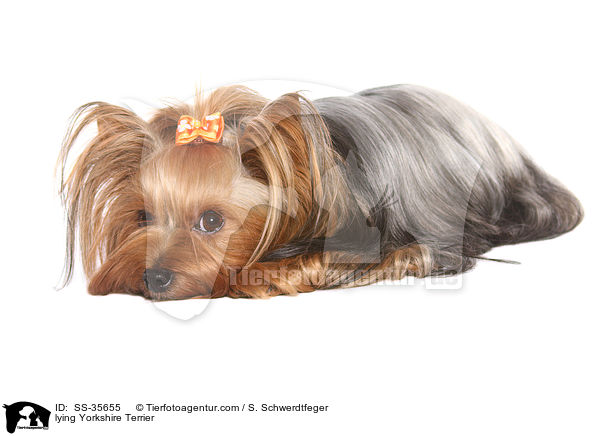 liegender Yorkshire Terrier / lying Yorkshire Terrier / SS-35655