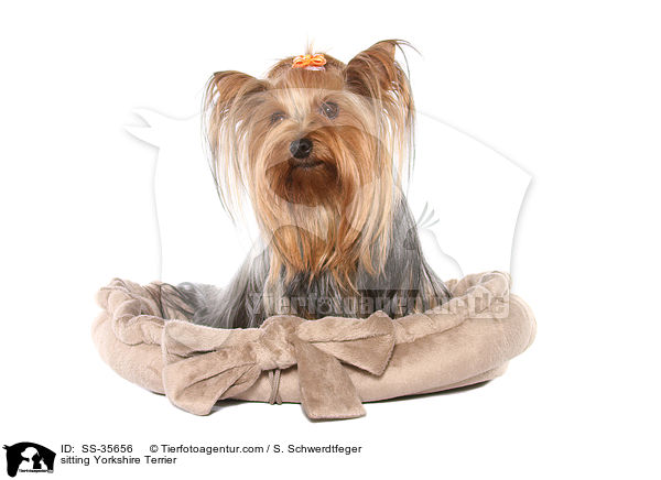 sitzender Yorkshire Terrier / sitting Yorkshire Terrier / SS-35656