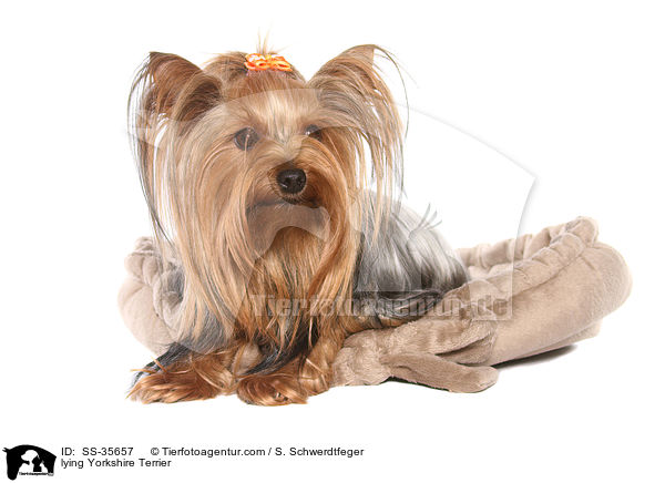 liegender Yorkshire Terrier / lying Yorkshire Terrier / SS-35657