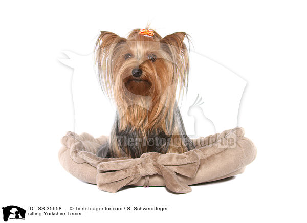 sitzender Yorkshire Terrier / sitting Yorkshire Terrier / SS-35658