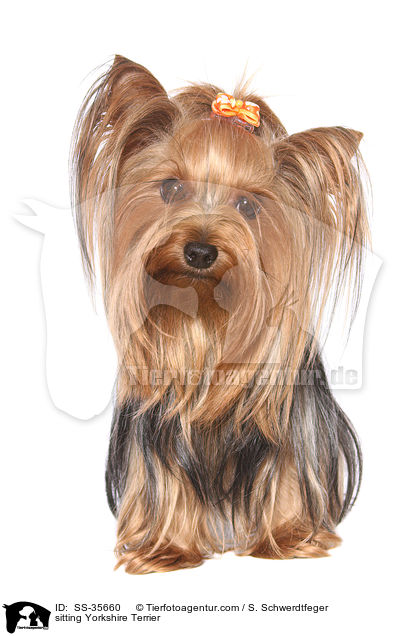 sitzender Yorkshire Terrier / sitting Yorkshire Terrier / SS-35660