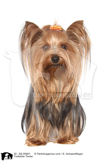 Yorkshire Terrier / Yorkshire Terrier / SS-35661