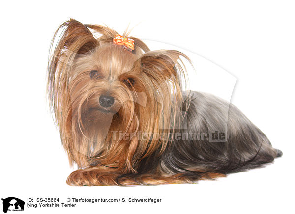 liegender Yorkshire Terrier / lying Yorkshire Terrier / SS-35664