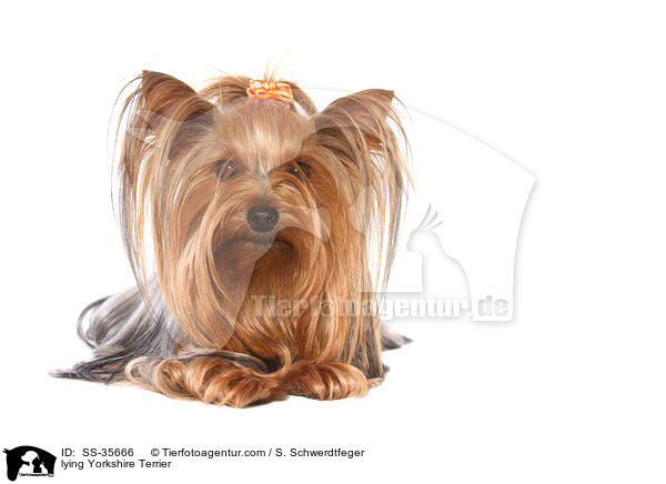 liegender Yorkshire Terrier / lying Yorkshire Terrier / SS-35666