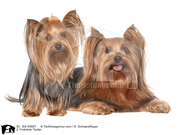 2 Yorkshire Terrier / SS-35667