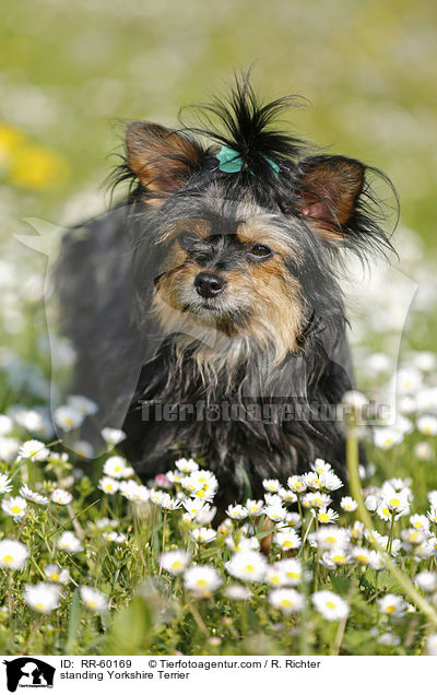 stehender Yorkshire Terrier / standing Yorkshire Terrier / RR-60169