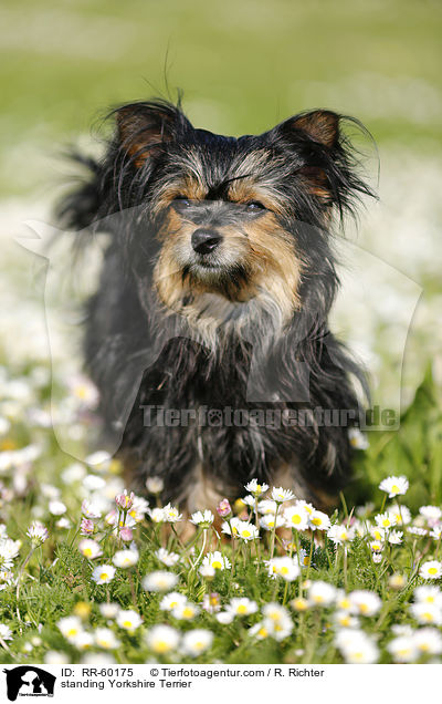 stehender Yorkshire Terrier / standing Yorkshire Terrier / RR-60175