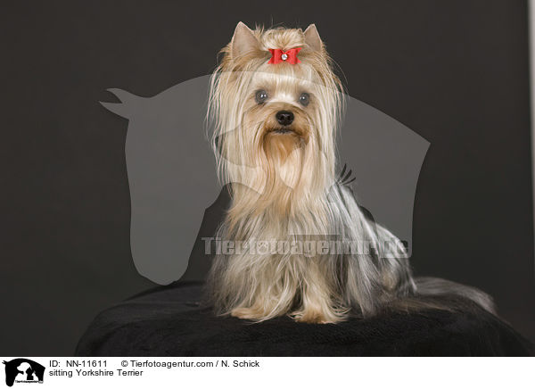 sitzender Yorkshire Terrier / sitting Yorkshire Terrier / NN-11611