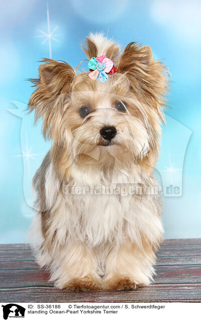 stehender Ocean-Pearl Yorkshire Terrier / standing Ocean-Pearl Yorkshire Terrier / SS-36186