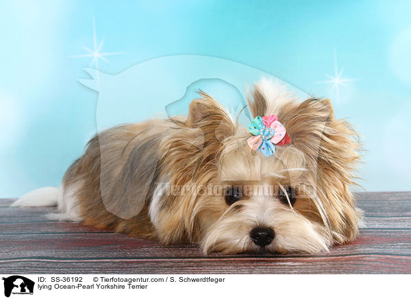 liegender Ocean-Pearl Yorkshire Terrier / lying Ocean-Pearl Yorkshire Terrier / SS-36192