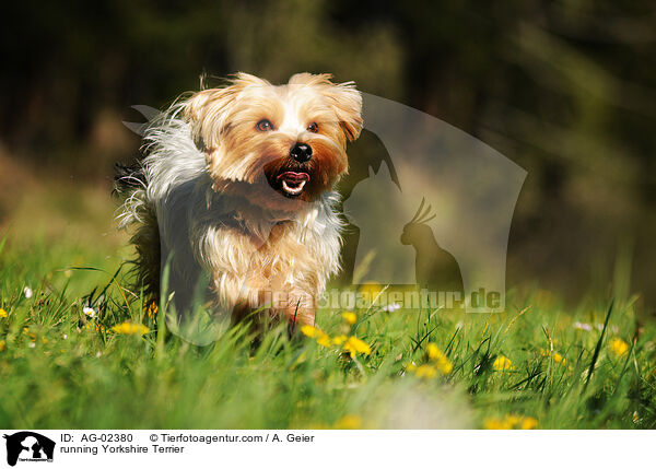 rennender Yorkshire Terrier / running Yorkshire Terrier / AG-02380