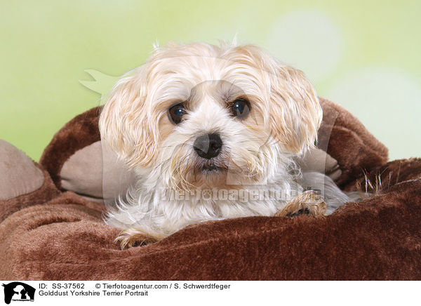 Golddust Yorkshire Terrier Portrait / Golddust Yorkshire Terrier Portrait / SS-37562