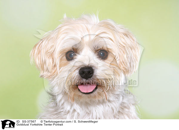 Golddust Yorkshire Terrier Portrait / Golddust Yorkshire Terrier Portrait / SS-37567