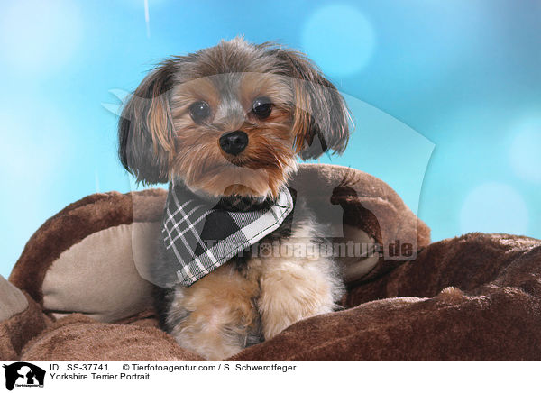 Yorkshire Terrier Portrait / Yorkshire Terrier Portrait / SS-37741