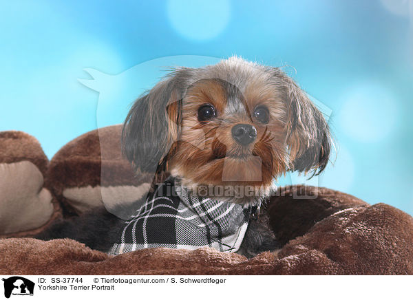 Yorkshire Terrier Portrait / Yorkshire Terrier Portrait / SS-37744