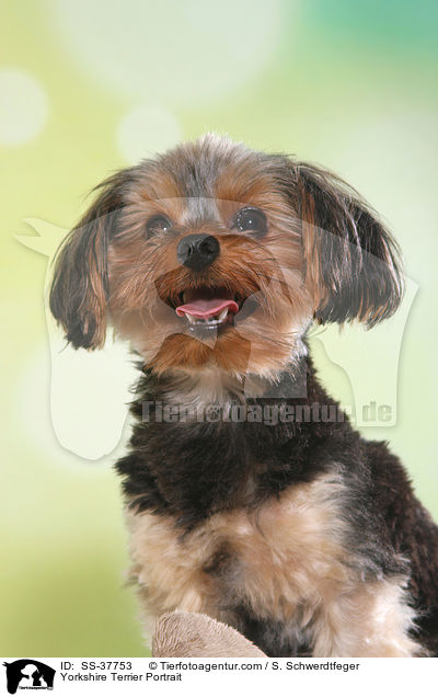 Yorkshire Terrier Portrait / Yorkshire Terrier Portrait / SS-37753