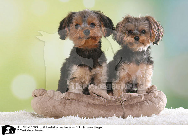 2 Yorkshire Terrier / SS-37763