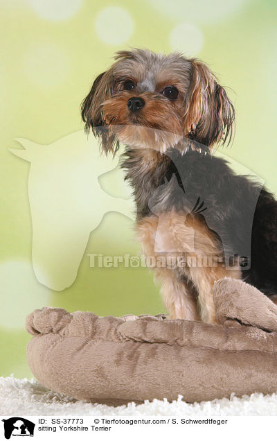 sitzender Yorkshire Terrier / sitting Yorkshire Terrier / SS-37773