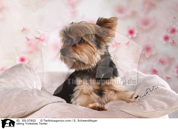 sitzender Yorkshire Terrier / sitting Yorkshire Terrier / SS-37802