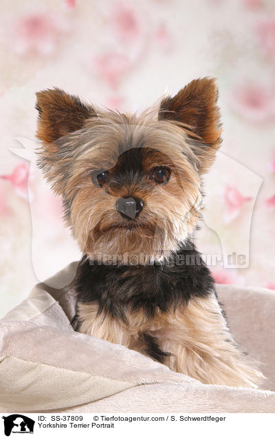 Yorkshire Terrier Portrait / Yorkshire Terrier Portrait / SS-37809