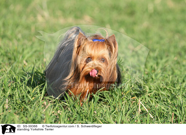 stehender Yorkshire Terrier / standing Yorkshire Terrier / SS-39366