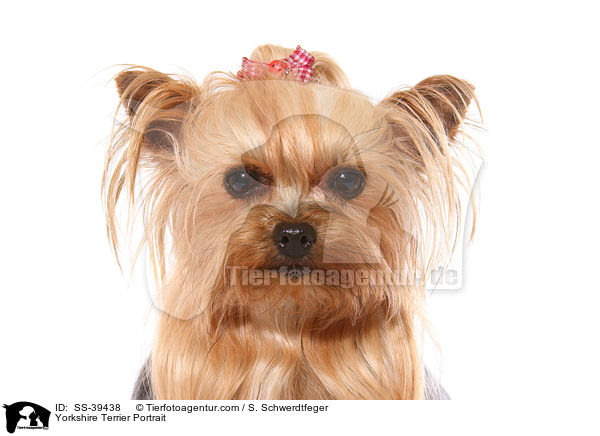 Yorkshire Terrier Portrait / Yorkshire Terrier Portrait / SS-39438