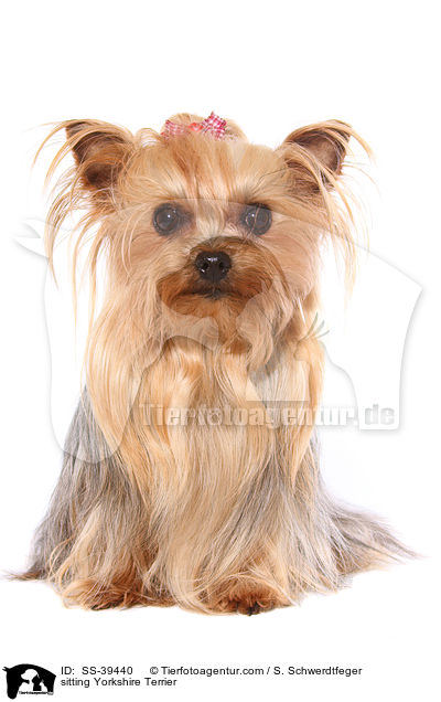 sitting Yorkshire Terrier / SS-39440