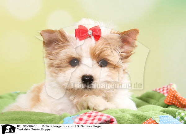 Yorkshire Terrier Welpe / Yorkshire Terrier Puppy / SS-39456