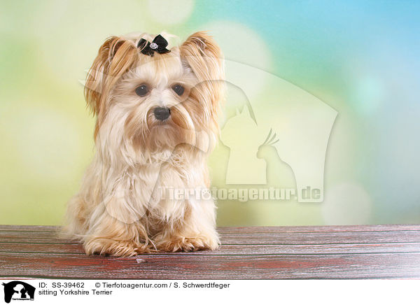 sitzender Yorkshire Terrier / sitting Yorkshire Terrier / SS-39462