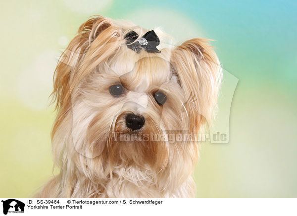 Yorkshire Terrier Portrait / Yorkshire Terrier Portrait / SS-39464